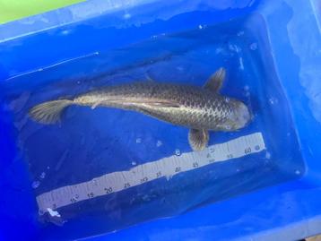 Koi Karper Mukashi Ogon 55 CM beschikbaar voor biedingen