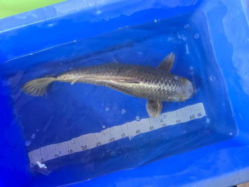 Koi Karper Mukashi Ogon 55 CM, Dieren en Toebehoren, Vissen | Vijvervissen, Karper of Koi