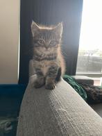 Ragdoll / Maine coon kruising kittens, Dieren en Toebehoren, Katten en Kittens | Raskatten | Korthaar, Meerdere dieren, Ontwormd