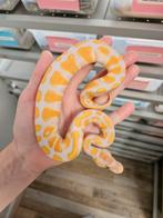 Lavender Albino 1.0 mannetje 2025 Python Regius, Slang