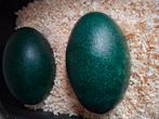 Emoe eieren, Dieren en Toebehoren, Overige Dieren, December, Geslacht onbekend