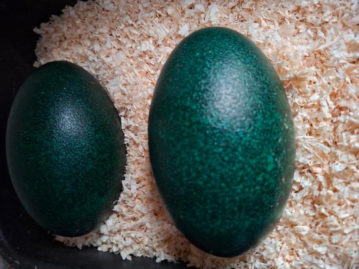 Emoe eieren, Dieren en Toebehoren, Overige Dieren, Geslacht onbekend, December