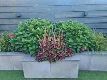 Hortensia met roze bloemen (2 stuks) beschikbaar voor biedingen