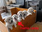 Prachtige nest lichte golden retriever pups, Dieren en Toebehoren, Golden retriever, 8 tot 15 weken, CDV (hondenziekte), Meerdere