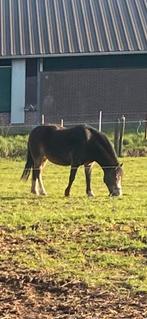 Weidemaatjes gezocht, Dieren en Toebehoren, Paarden, Meerdere dieren, 11 jaar of ouder