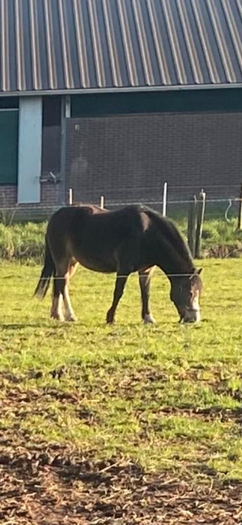 Weidemaatjes gezocht en hengst gezocht, Dieren en Toebehoren, Paarden, Meerdere dieren, 11 jaar of ouder