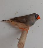 Koppel zwb/orb x blf/orbgrijs zebravinken., Dieren en Toebehoren