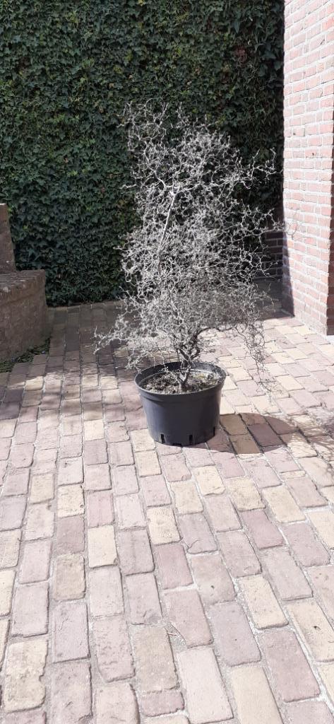 zigzagstruik / zilverkoraalstruik / corokia cotoneaster, Tuin en Terras, Planten | Tuinplanten, Vaste plant, Overige soorten, Halfschaduw