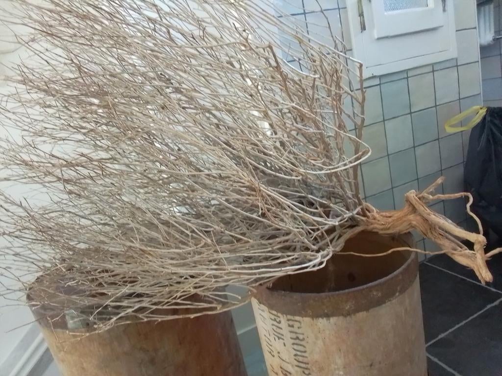 Grote bush tak, Ophalen of Verzenden