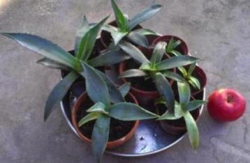 Biologische kamerplanten blauw Agave Amerikana soort stekjes beschikbaar voor biedingen