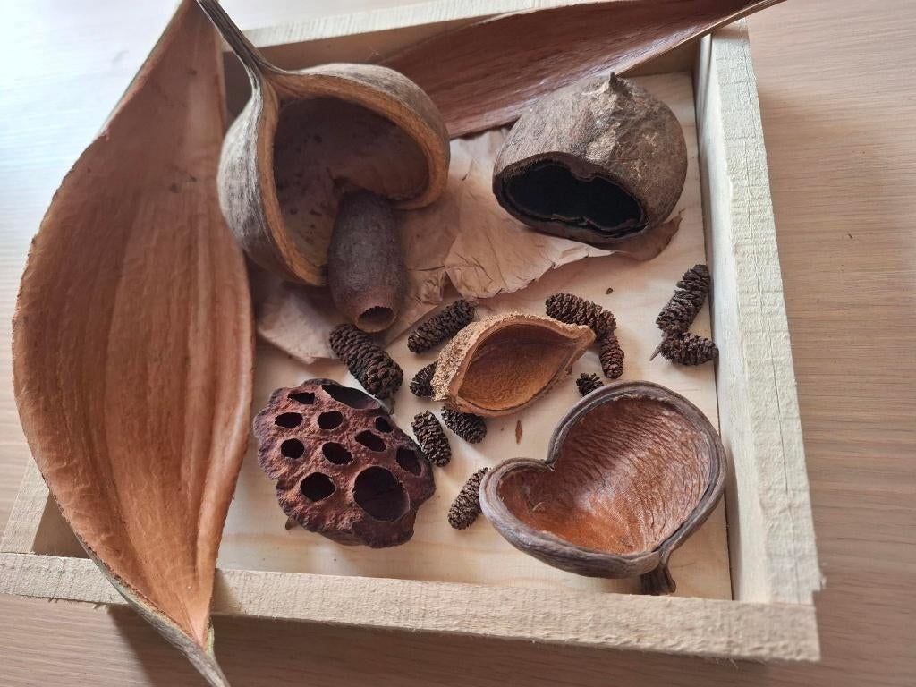 amazone pakket, Ophalen of Verzenden, Nieuw, Tak, Plant, Rots of Steen