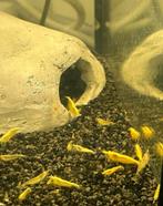 Gele neocaridina garnalen, Dieren en Toebehoren, Vissen | Aquariumvissen, Kreeft, Krab of Garnaal