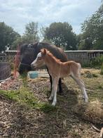 Weidegang merrie met veulen gezocht, Dieren en Toebehoren, Stalling en Weidegang, Stalling