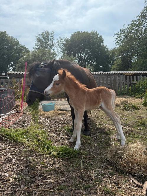 Weidegang merrie met veulen gezocht, Dieren en Toebehoren, Stalling en Weidegang, Stalling