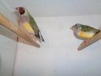 Gould Amadines - Goulds - Gouldamadines, Dieren en Toebehoren, Meerdere dieren, Tropenvogel