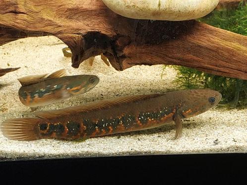 Groepje Channa Asiatica Red Diamond, Dieren en Toebehoren, Vissen | Aquariumvissen, Vis