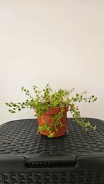 Leuke kamerplant - Pilea depressa, Ophalen, Overige soorten, Halfschaduw, In pot