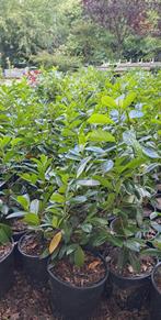 Laurier, Tuin en Terras, Planten | Tuinplanten, Ophalen, Overige soorten, Halfschaduw