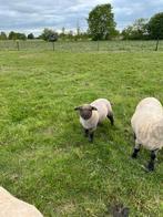 Gezocht grasland voor schapen, Meerdere dieren, Schaap