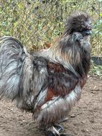 Zijdehoen haan, Dieren en Toebehoren, Pluimvee, Mannelijk, Kip