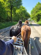Plek voor trainingspaarden (Betuigen), Dieren en Toebehoren, Paarden en Pony's | Overige Paardenspullen, Ophalen