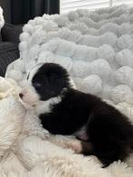 Australische herders, Nederland, Reu, 8 tot 15 weken, Meerdere