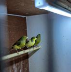 Spaanse Timbrado man, Dieren en Toebehoren, Meerdere dieren, Zangkanarie