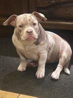 American Bully Pocket, Dieren en Toebehoren, Honden | Bulldogs, Pinschers en Molossers, 15 weken tot 1 jaar, Overige rassen, Teef