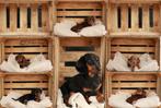 Prachtige dwerg teckel pups, Dieren en Toebehoren, Honden | Teckels en Dashonden, 8 tot 15 weken, Korthaar, Dwerg, CDV (hondenziekte)