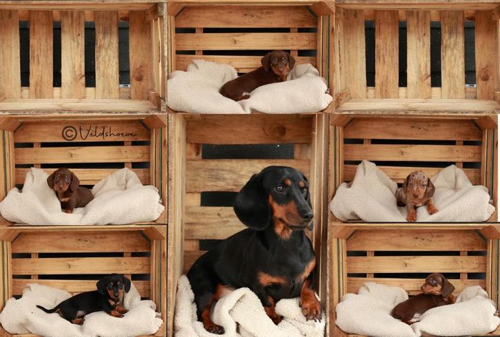 Prachtige dwerg teckel pups, Dieren en Toebehoren, Honden | Teckels en Dashonden, Meerdere dieren, Korthaar, Dwerg, Fokker | Hobbymatig