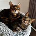 Twee bengalen ( broertjes) van 6 jaar ter overname, Dieren en Toebehoren, Katten en Kittens | Raskatten | Korthaar, Kater