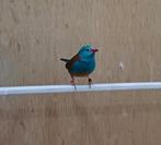 Blauwkop Blauwfazantjes, Dieren en Toebehoren, Vogels | Overige Vogels, Meerdere dieren, Geringd