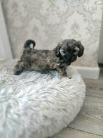 Super mooie gezonde boomer pups. Maltezer maal shih tzu, Dieren en Toebehoren, Honden | Chihuahua's en Gezelschapshonden, Overige rassen
