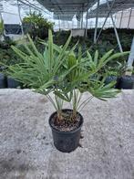 Palm, Trachycarpus fortunei, winterhard, Ophalen of Verzenden, Bloeit niet, Overige soorten, Volle zon