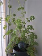 Citroengeranium, Ophalen, Minder dan 100 cm