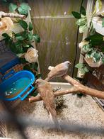 Diamantduifjes, kweek koppeltje, Dieren en Toebehoren, Vogels | Overige Vogels, Meerdere dieren