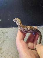 Magnifique varanus acanthurus rouge ackie propre, 0 tot 2 jaar