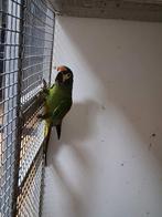 Mooie ara maracana pop Geringd 2025, Dieren en Toebehoren, Vogels | Parkieten en Papegaaien, Vrouwelijk, Papegaai, Geringd