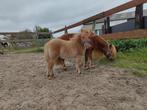 mini  Shetland veulen, merrie, Dieren en Toebehoren, Paarden, Merrie, Minder dan 160 cm, Niet van toepassing, 0 tot 2 jaar