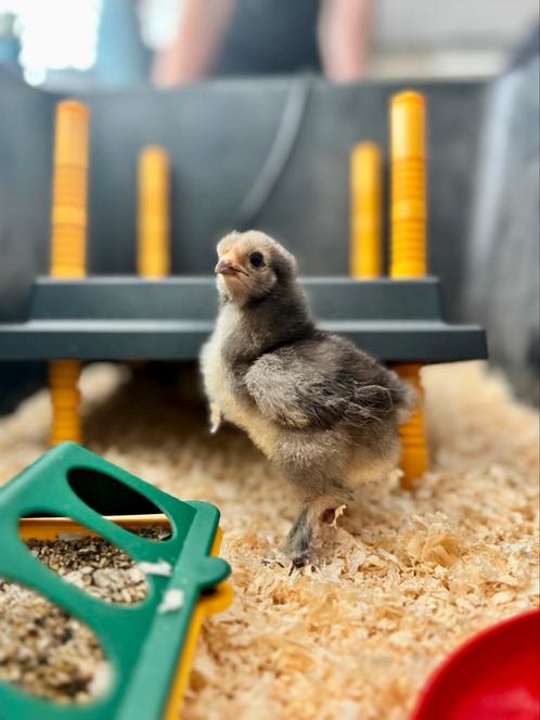 Brahma kuikens porselein, Dieren en Toebehoren, Pluimvee, Kip, Geslacht onbekend