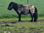 Appaloosa pony hengsten., Hengst, Minder dan 160 cm, 0 tot 2 jaar