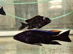 Malawi letteboer zondag open, Dieren en Toebehoren, Vissen | Aquariumvissen, Vis