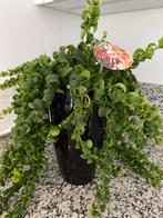 Lipstick Plant met Pot - Nieuw!, Overige soorten, In pot, Minder dan 100 cm, Groene kamerplant