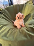 Maltipoo (Maltezer x Poedel) pups reutjes, Poedel, Nederland, CDV (hondenziekte), 8 tot 15 weken