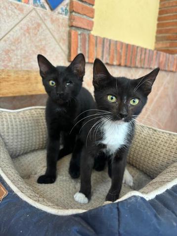 Twee prachtige kittens beschikbaar voor biedingen