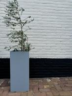 Metalen lichtgrijze stevige bakken plantbak, Antiek en Kunst, Ophalen