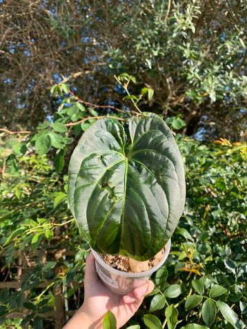 Anthurium sagittatum x besseae beschikbaar voor biedingen