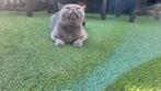 Britse korthaar poes , gechipt ,ontwormt, ontvlooit met boek, Dieren en Toebehoren, Overige Dieren, Vrouwelijk, Voor 1 juli 2024