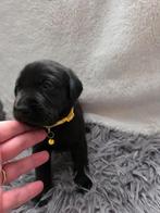 Labrador pups, Dieren en Toebehoren, Honden | Retrievers, Spaniëls en Waterhonden, Rabiës (hondsdolheid), 8 tot 15 weken, Labrador retriever