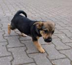 pups: Jack Russel X Keeshond, Dieren en Toebehoren, Honden | Niet-rashonden, Nederland, 8 tot 15 weken, CDV (hondenziekte), Meerdere